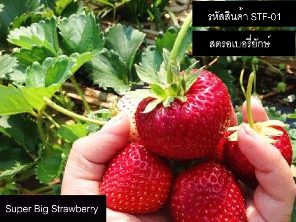 เมล็ดพันธุ์สตรอเบอรี่Super Big Strawberry(เมล็ดพันธุ์นำเข้า)