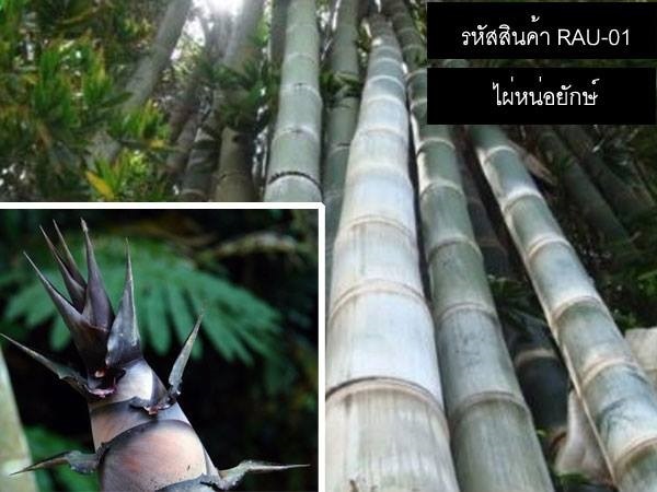 เมล็ดพันธุ์ไผ่หน่อยักษ์ (เมล็ดพันธุ์นำเข้าคุณภาพดี) | thailandseedshop - เมืองสมุทรปราการ สมุทรปราการ