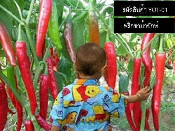 เมล็ดพันธุ์พริกยักษ์ (เมล็ดนำเข้าคุณภาพดี) | thailandseedshop - เมืองสมุทรปราการ สมุทรปราการ