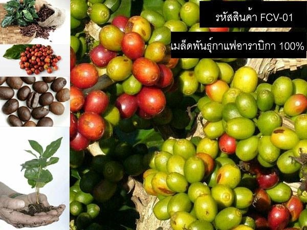 เมล็ดพันธุ์กาแฟพันธุ์อาราบิกา(จำหน่ายเมล็ดพันธุ์นำเข้าคุณภาพ