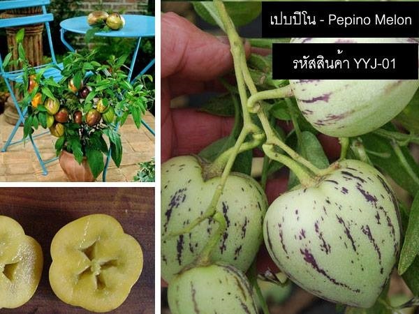 เมล็ดพันธุ์เปบปิโนเมล่อน(จำหน่ายเมล็ดพันธุ์นำเข้าคุณภาพดี) | thailandseedshop - เมืองสมุทรปราการ สมุทรปราการ