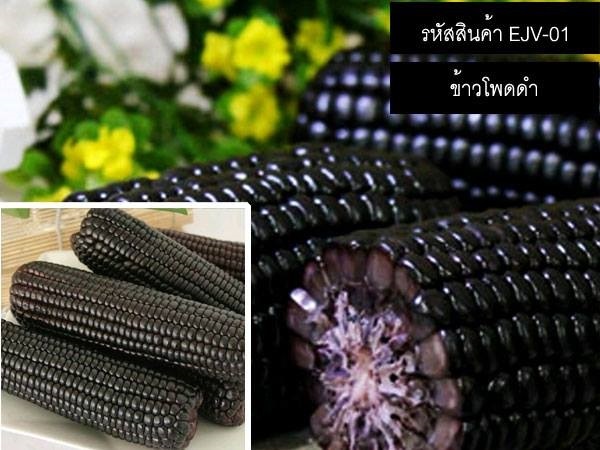 เมล็ดพันธุ์ข้าวโพดดำ(จำหน่ายเมล็ดพันธุ์นำเข้าคุณภาพดี)