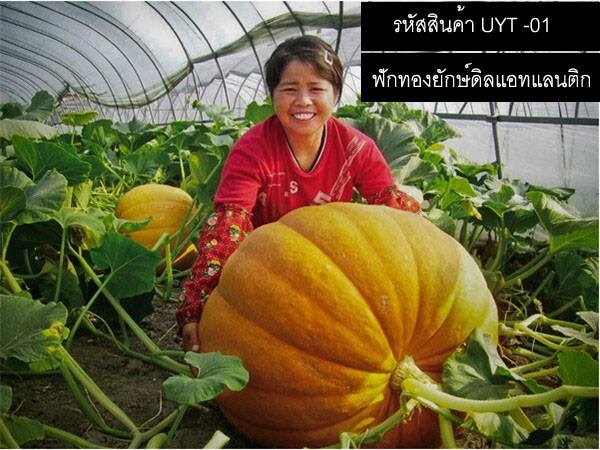 เมล็ดพันธุ์ฟักทองยักษ์(จำหน่ายเมล็ดพันธุ์นำเข้าคุณภาพดี) | thailandseedshop - เมืองสมุทรปราการ สมุทรปราการ