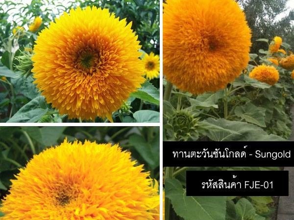 เมล็ดพันธุ์ทานตะวันซันโกลด์(จำหน่ายเมล็ดพันธุ์นำเข้าคุณภาพดี | thailandseedshop - เมืองสมุทรปราการ สมุทรปราการ