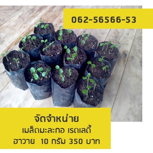 เมล็ดมะละกอเรดเลดี้ 10 กรัม ( สามารถเก็บปลายทางได้คะ )