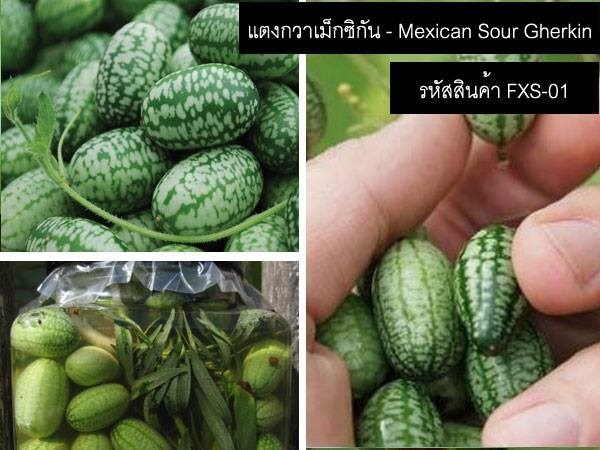 เมล็ดพันธุ์แตงกวาเม็กซิกัน(จำหน่ายเมล็ดพันธุ์นำเข้าคุณภาพดี) | thailandseedshop - เมืองสมุทรปราการ สมุทรปราการ