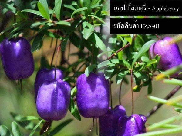 เมล็ดพันธุ์แอปเปิ้ลเบอรี่(จำหน่ายเมล็ดพันธุ์นำเข้าคุณภาพดี)