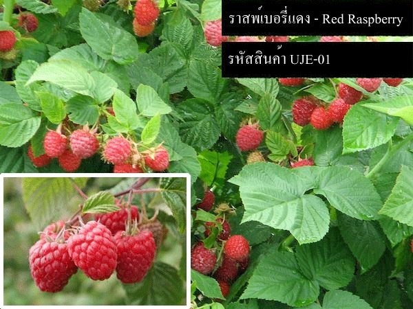 เมล็ดพันธุ์ราสพ์เบอรี่แดง(จำหน่ายเมล็ดพันธุ์นำเข้าคุณภาพดี) | thailandseedshop - เมืองสมุทรปราการ สมุทรปราการ