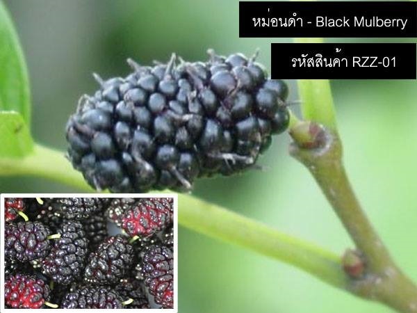 เมล็ดพันธุ์หม่อนดำ(จำหน่ายเมล็ดพันธุ์นำเข้าคุณภาพดี)