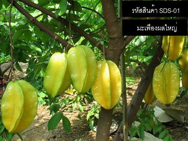 เมล็ดพันธุ์มะเฟืองผลใหญ่(จำหน่ายเมล็ดพันธุ์นำเข้าคุณภาพดี) | thailandseedshop - เมืองสมุทรปราการ สมุทรปราการ