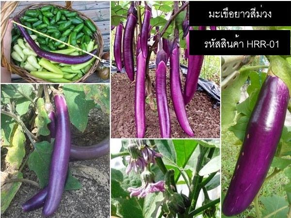 เมล็ดพันธุ์มะเขือยาวสีม่วง(จำหน่ายเมล็ดพันธุ์คุณภาพดี)