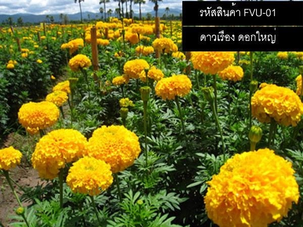 เมล็ดพันธุ์เมล็ดพันธุ์ดาวเรืองดอกใหญ่ (จำหน่ายเมล็ดพันธุ์)