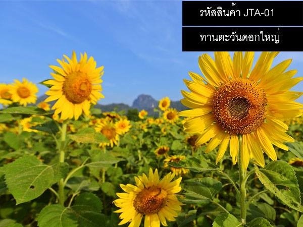 เมล็ดพันธุ์ทานตะวันดอกใหญ่ (จำหน่ายเมล็ดพันธุ์คุณภาพดี)