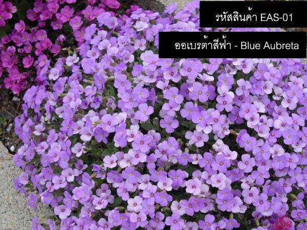 เมล็ดพันธุ์ออเบรต้าสีฟ้า(จำหน่ายเมล็ดพันธุ์นำเข้าคุณภาพดี)