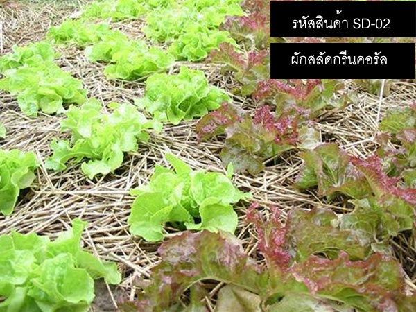 เมล็ดพันธุ์ผักสลัดกรีนคอรัล(จำหน่ายเมล็ดพันธุ์นำเข้าคุณภาพดี | thailandseedshop - เมืองสมุทรปราการ สมุทรปราการ