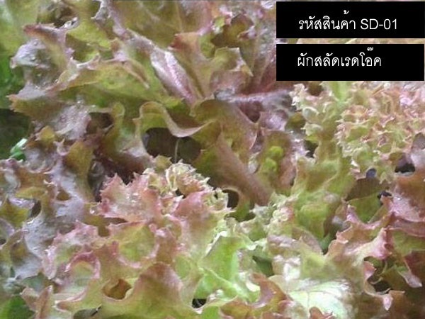 เมล็ดพันธุ์ผักสลัดเรดโอ๊ค(จำหน่ายเมล็ดพันธุ์คุณภาพดี)