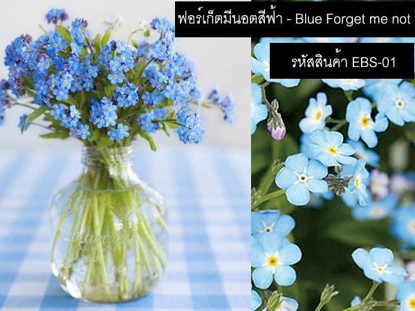 เมล็ดพันธุ์ฟอร์เก็ตมีนอตสีฟ้า(จำหน่ายเมล็ดพันธุ์คุณภาพดี)