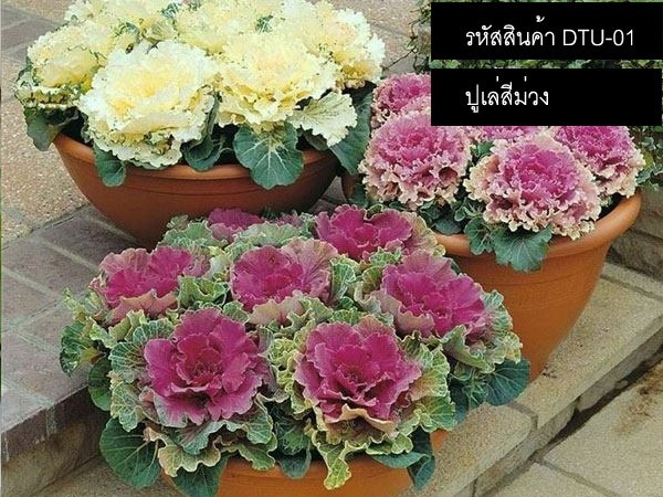 เมล็ดพันธุ์ปูเล่สีม่วง(จำหน่ายเมล็ดพันธุ์คุณภาพดี) | thailandseedshop - เมืองสมุทรปราการ สมุทรปราการ