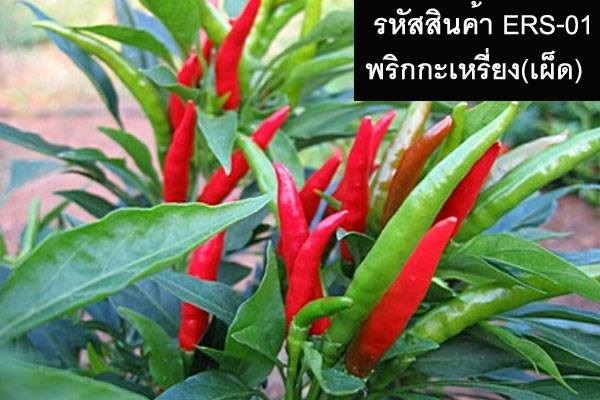 เมล็ดพันธุ์พริกกะเหรี่ยง(จำหน่ายเมล็ดพันธุ์คุณภาพดี) | thailandseedshop - เมืองสมุทรปราการ สมุทรปราการ