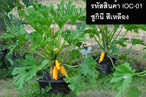 เมล็ดพันธุ์ซูกินีสีเหลือง(จำหน่ายเมล็ดพันธุ์คุณภาพดี) | thailandseedshop - เมืองสมุทรปราการ สมุทรปราการ