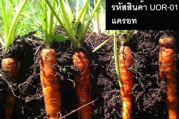 เมล็ดพันธุ์แครอท(จำหน่ายเมล็ดพันธุ์คุณภาพดี) | thailandseedshop - เมืองสมุทรปราการ สมุทรปราการ