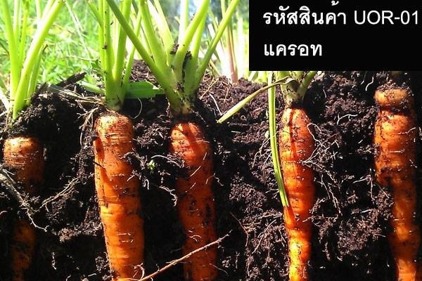 เมล็ดพันธุ์แครอท(จำหน่ายเมล็ดพันธุ์คุณภาพดี)