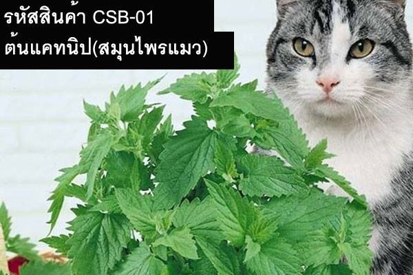 เมล็ดพันธุ์ต้นแคทนิป(สมุนไพรแมว) | thailandseedshop - เมืองสมุทรปราการ สมุทรปราการ