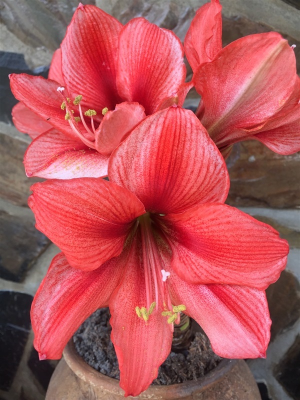 Amaryllis Charisma  | Nattyflowers - เจริญศิลป์ สกลนคร