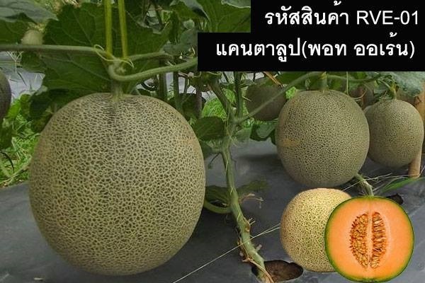 เมล็ดพันธุ์แคนตาลูป(พอท ออเร้น)