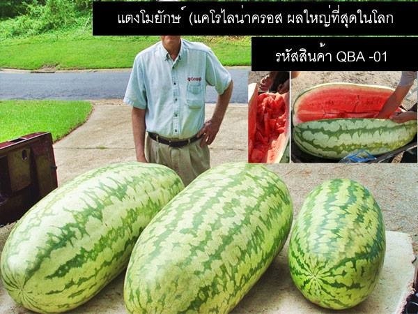 เมล็ดพันธุ์แตงยักษ์โมแคโรไลน่าครอส(จำหน่ายเมล็ดพันธุ์) | thailandseedshop - เมืองสมุทรปราการ สมุทรปราการ