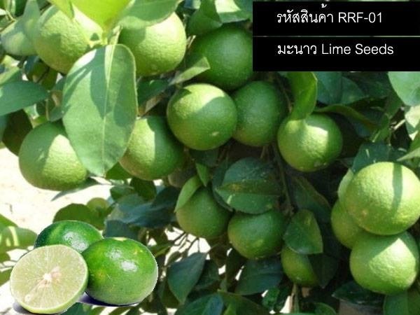 เมล็ดพันธุ์มะนาว (จำหน่ายเมล็ดพันธุ์คุณภาพดี)