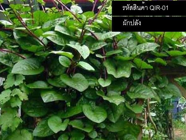 เมล็ดพันธุ์ผักปลัง(จำหน่ายเมล็ดพันธุ์คุณภาพดี) | thailandseedshop - เมืองสมุทรปราการ สมุทรปราการ