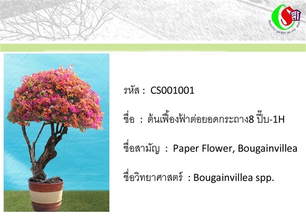 1เฟื้องฟ้า  Bougainvillea