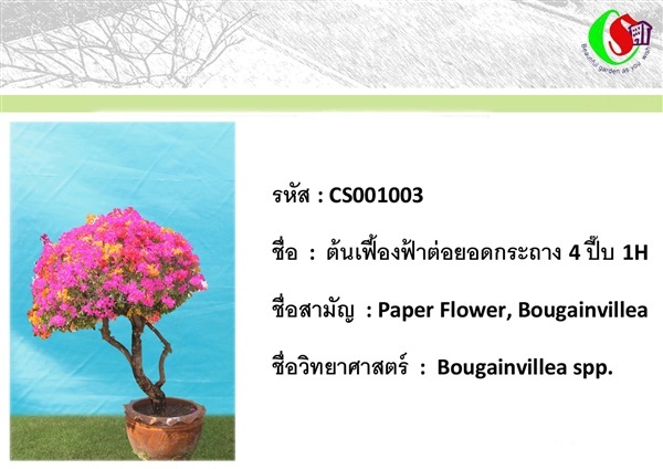 3เฟื้องฟ้า  Bougainvillea 