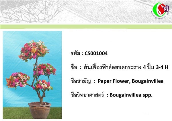 4เฟื้องฟ้า  Bougainvillea