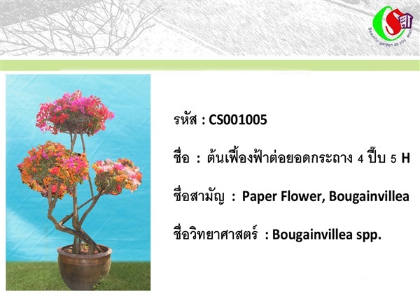 5เฟื้องฟ้า  Bougainvillea | ซี เอส การ์เด้น - ธัญบุรี ปทุมธานี