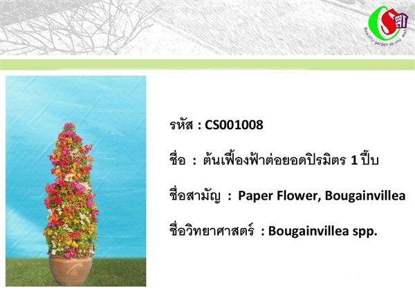 8เฟื้องฟ้า  Bougainvillea