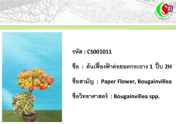 11เฟื้องฟ้า  Bougainvillea | ซี เอส การ์เด้น - ธัญบุรี ปทุมธานี