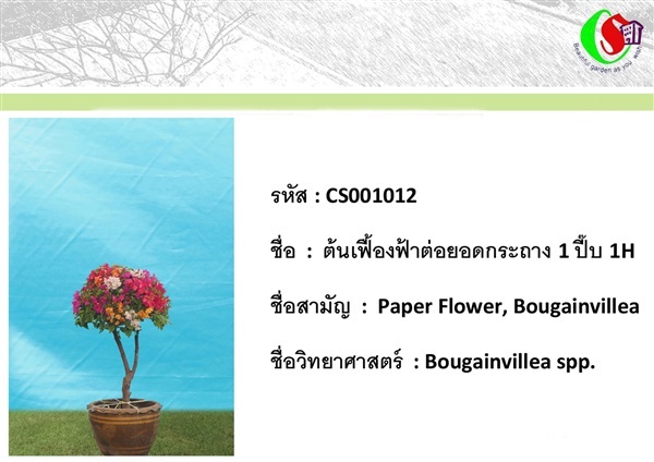 12เฟื้องฟ้า  Bougainvillea | ซี เอส การ์เด้น - ธัญบุรี ปทุมธานี