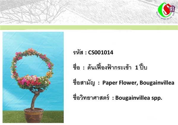 14เฟื้องฟ้า  Bougainvillea | ซี เอส การ์เด้น - ธัญบุรี ปทุมธานี