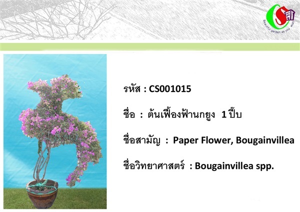 15เฟื้องฟ้า  Bougainvillea