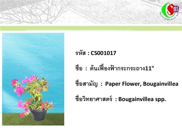 17เฟื้องฟ้า  Bougainvillea | ซี เอส การ์เด้น - ธัญบุรี ปทุมธานี