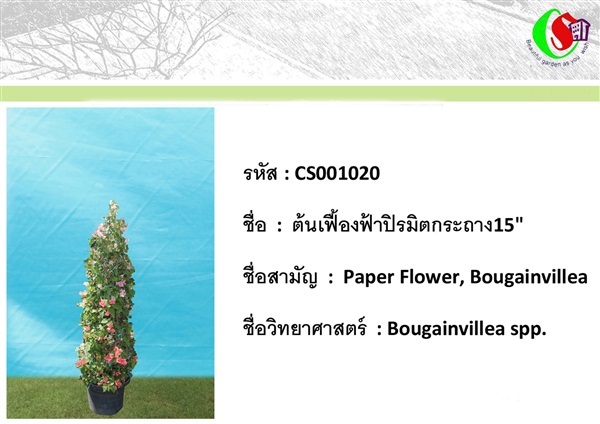 20เฟื้องฟ้า  Bougainvillea | ซี เอส การ์เด้น - ธัญบุรี ปทุมธานี