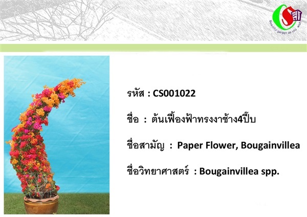 22เฟื้องฟ้า  Bougainvillea | ซี เอส การ์เด้น - ธัญบุรี ปทุมธานี