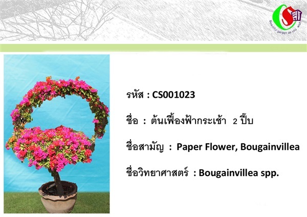 23เฟื้องฟ้า  Bougainvillea