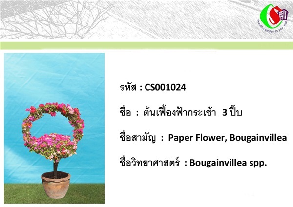 24เฟื้องฟ้า  Bougainvillea | ซี เอส การ์เด้น - ธัญบุรี ปทุมธานี