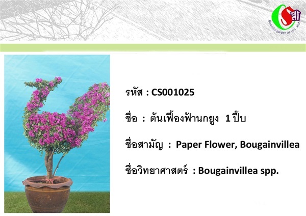 25เฟื้องฟ้า  Bougainvillea | ซี เอส การ์เด้น - ธัญบุรี ปทุมธานี