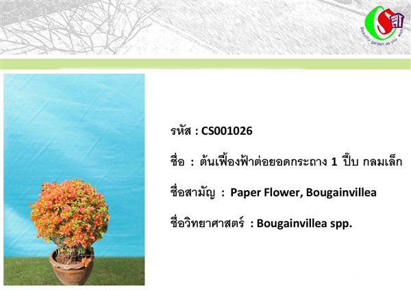 26เฟื้องฟ้า  Bougainvillea