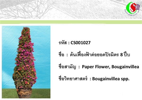 27เฟื้องฟ้า  Bougainvillea | ซี เอส การ์เด้น - ธัญบุรี ปทุมธานี