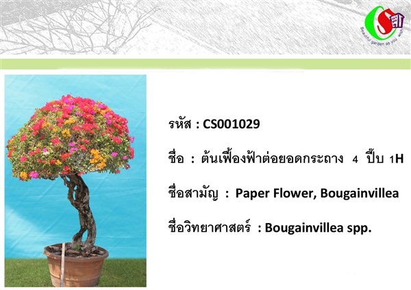 29เฟื้องฟ้า  Bougainvillea | ซี เอส การ์เด้น - ธัญบุรี ปทุมธานี